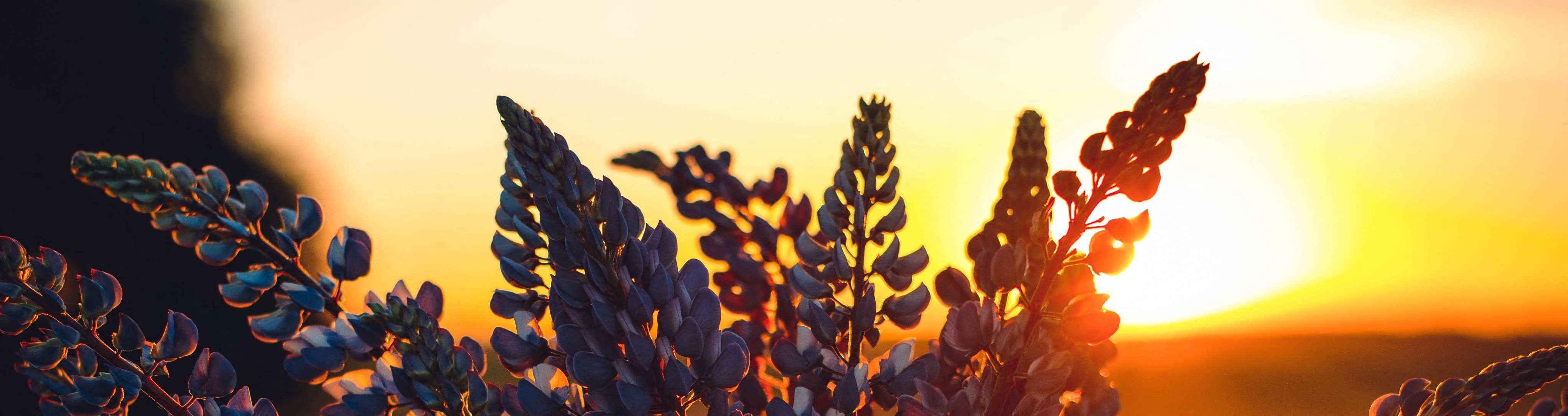 Floor Plans of Marshall Meadows Apartments in Marshall, WI